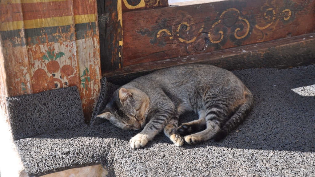 A cat sleeping peacefully curled up on the doormat at the wooden entrance area of the Chimi Lhakhang temple.