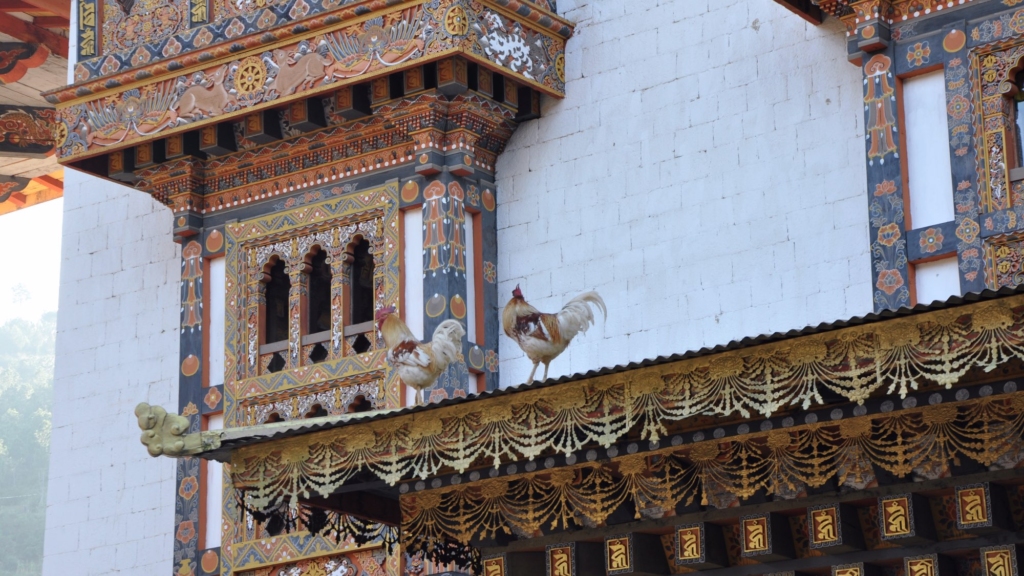 Two free-roaming, rescued roosters, standing on a gilded roof ledge in front of intricate windows in the courtyard of the Punakha Dzong.