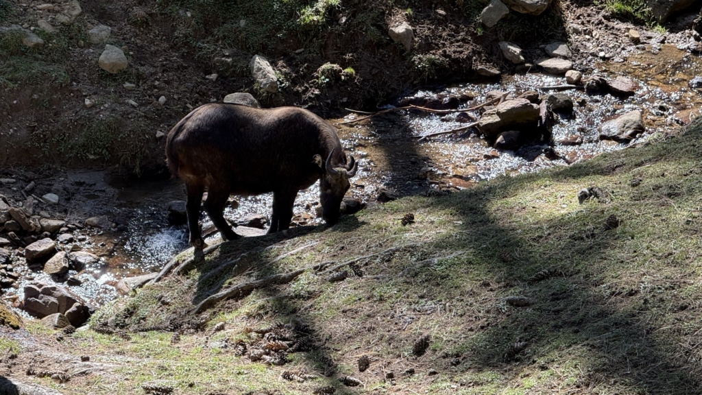 A Takin, Bhutan's rare national animal, standing by a small stream within the preserve in Thimphu.